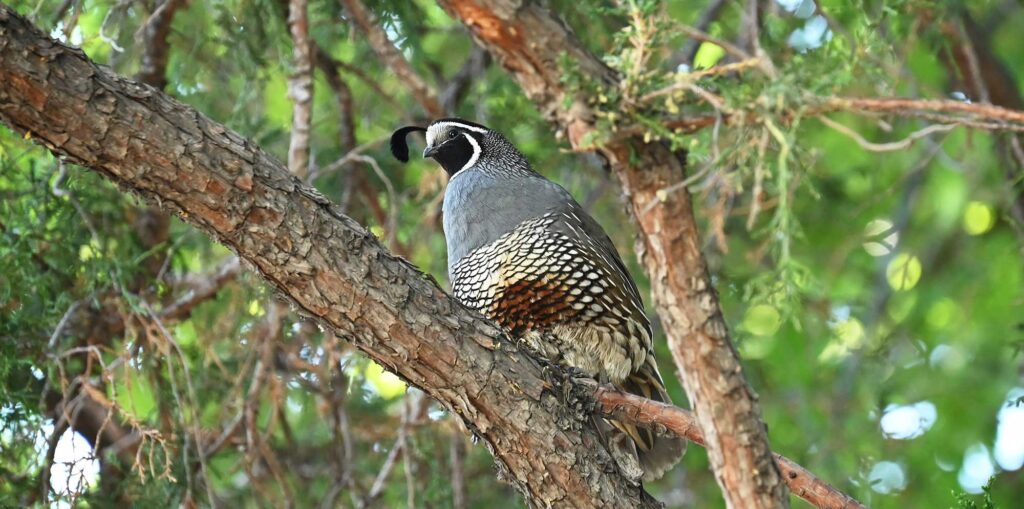 California Quail