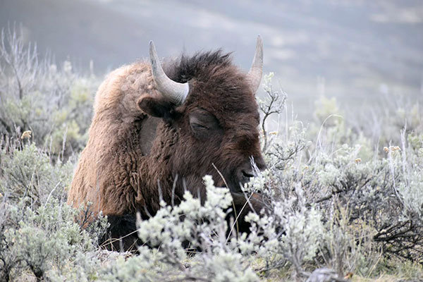 Bison hunting on private land