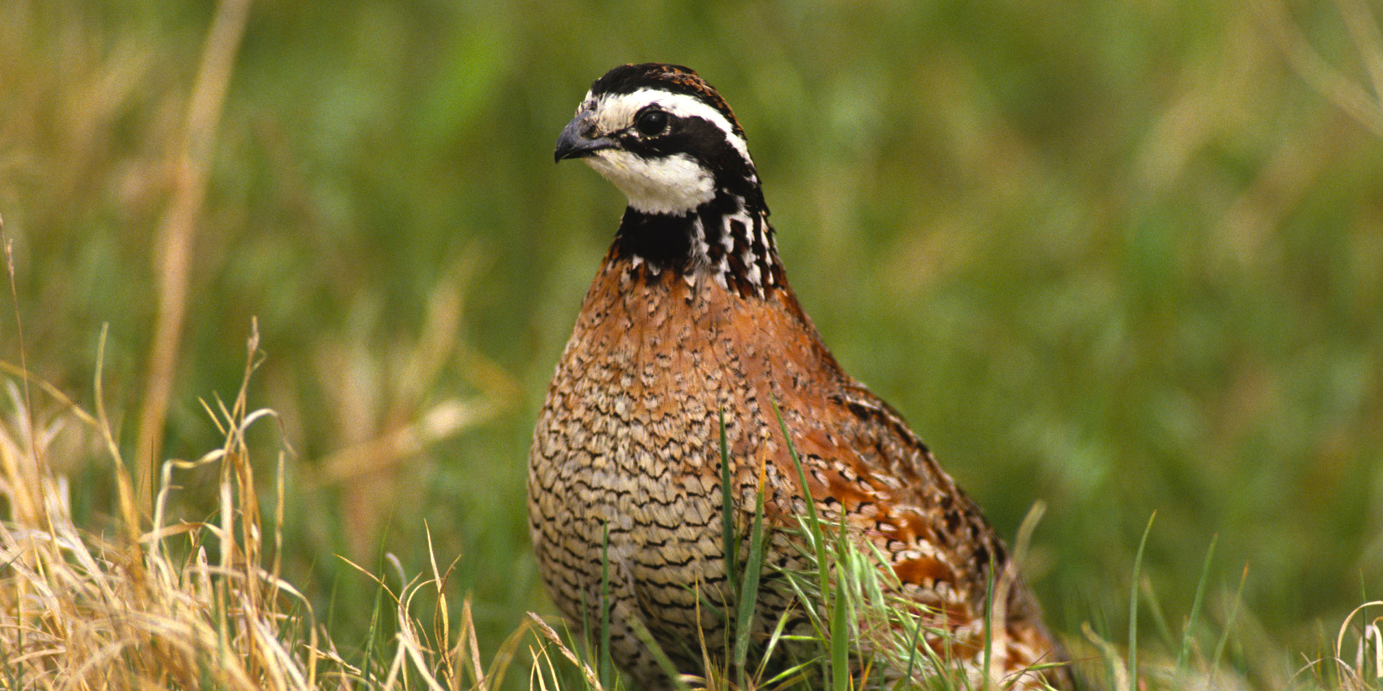 Types Of Upland Birds