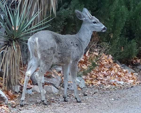 Coues Deer Hunting Private Land