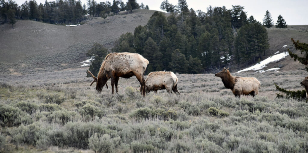 Elk in a field