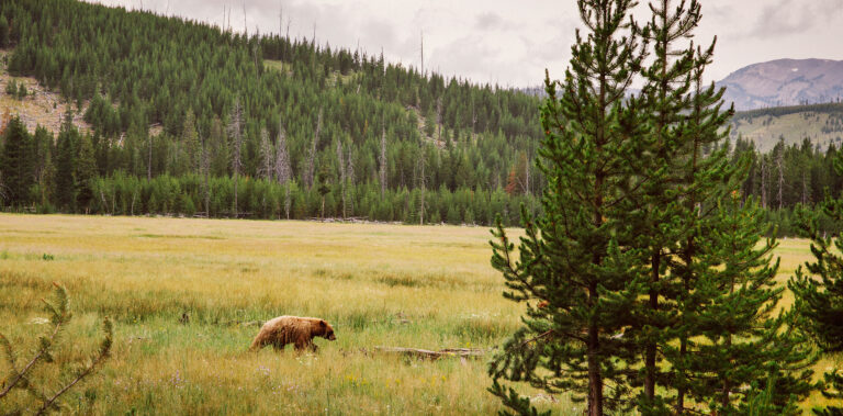 bear walking through field on private land in montana