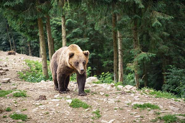 brown bear hunting private land