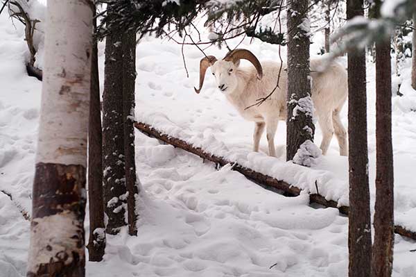 dall sheep hunting private land