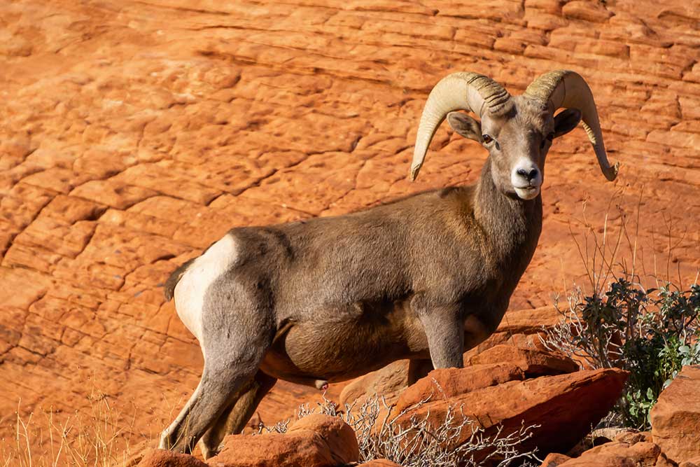 desert bighorn sheep hunting