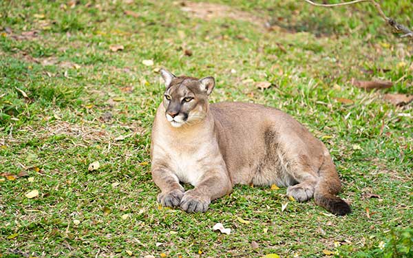 mountain lion hunting private land