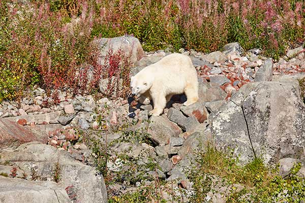 polar bear private hunting