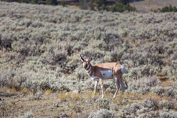 pronghorn antelope