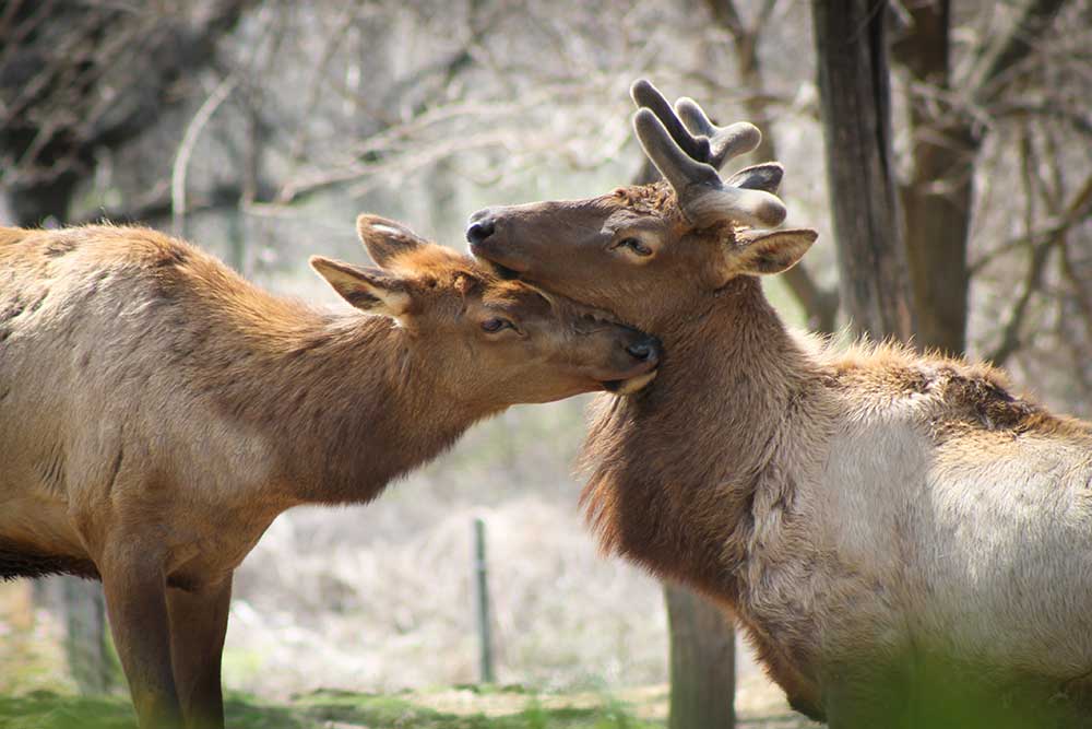 roosevelt elk hunting private land