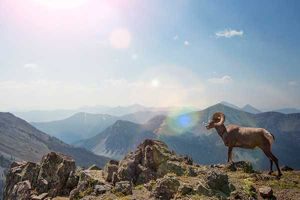 stone sheep hunting private land