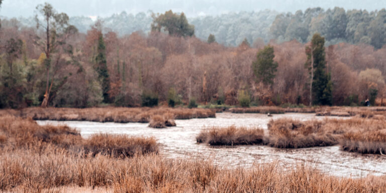 swamp and forest in louisiana private hunting