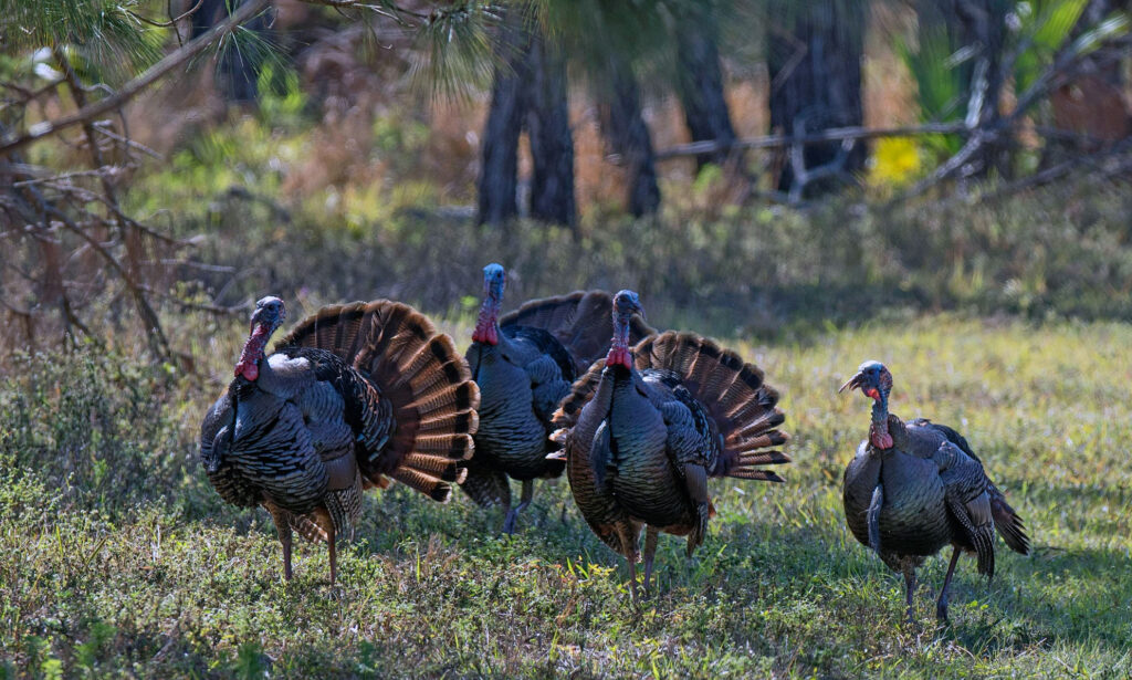 osceola turkey