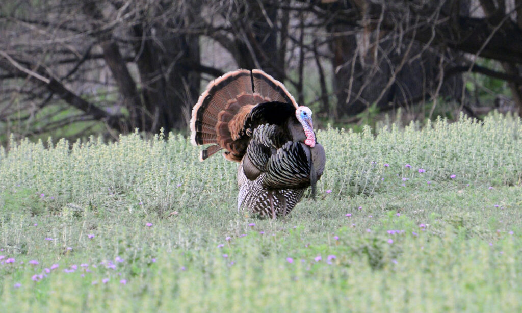 rio grande turkey