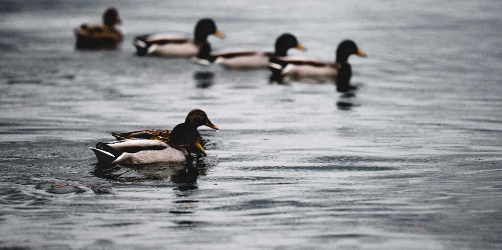 ducks in private lake