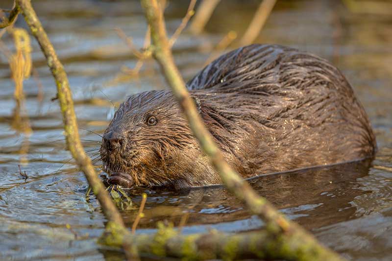 beaver hunting private land