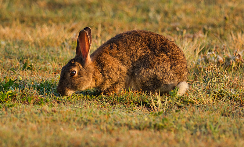 brown rabit in field