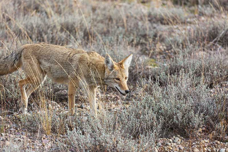 coyote small game hunting