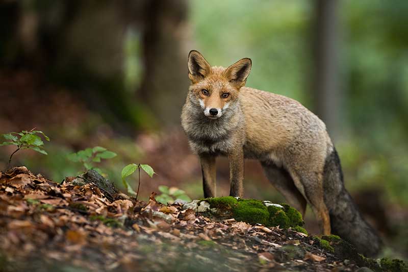 fox hunting private land