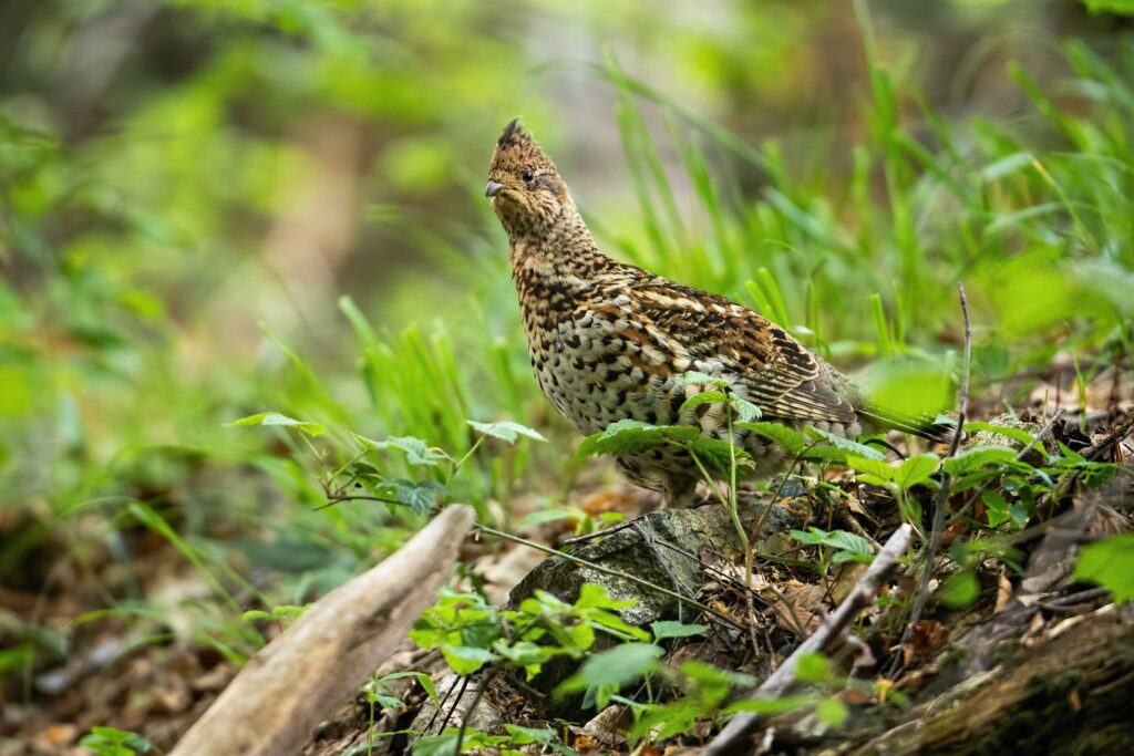 grouse hunting private land