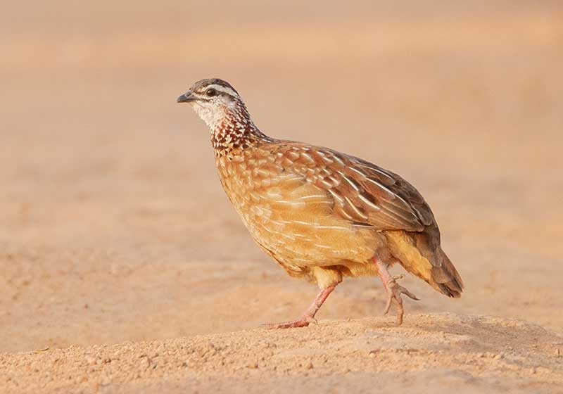 partridge hunting private land