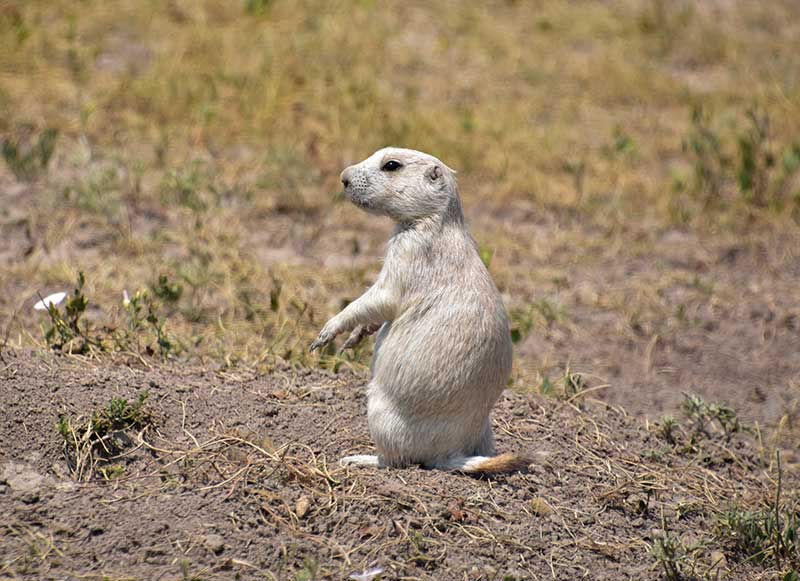 prairie dog hunting private land