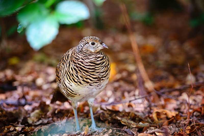 quail hunting private land