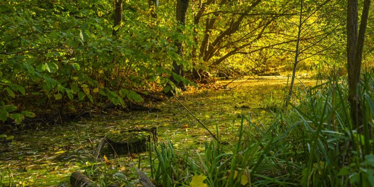 Louisiana swamp