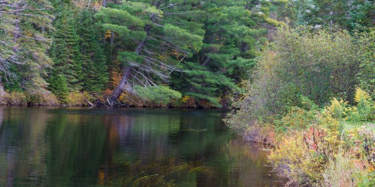 Oregon Fishing Pond