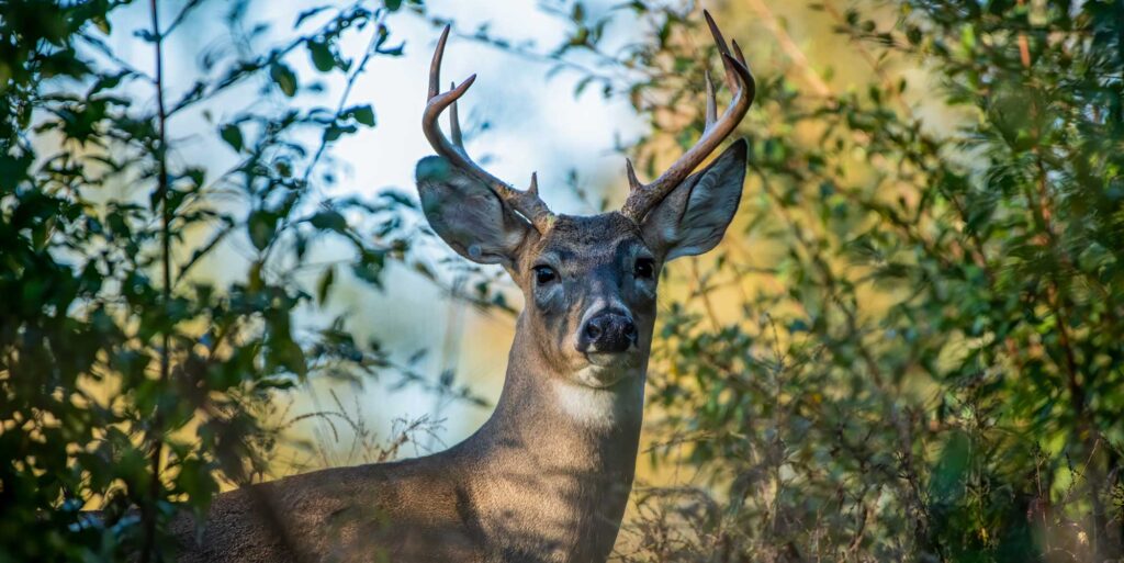 deer hunting scent control