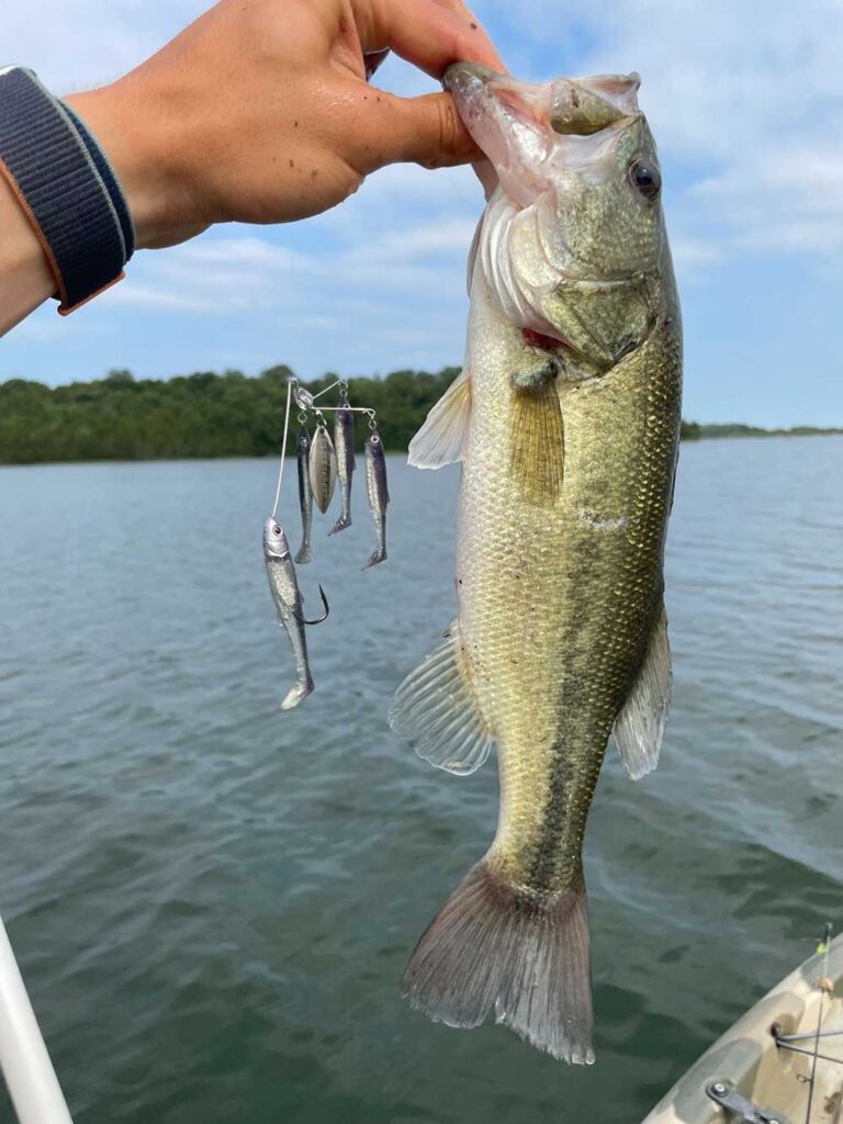 largemouth bass fishing 1