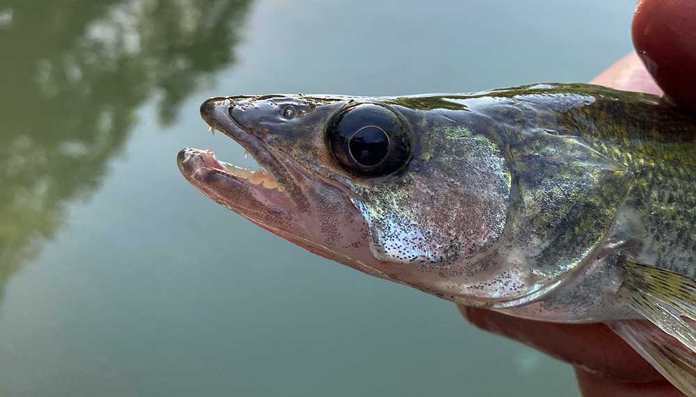 walleye fish close up