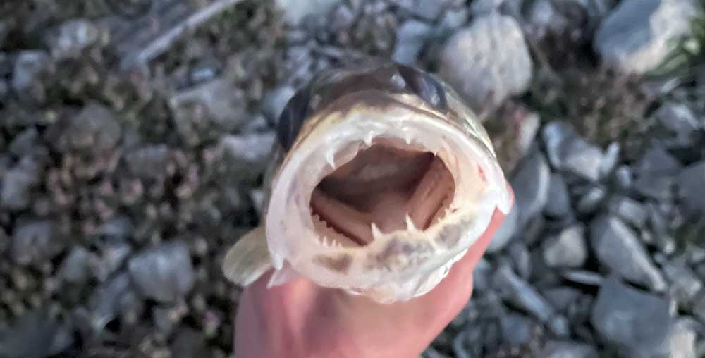 walleye inside mouth