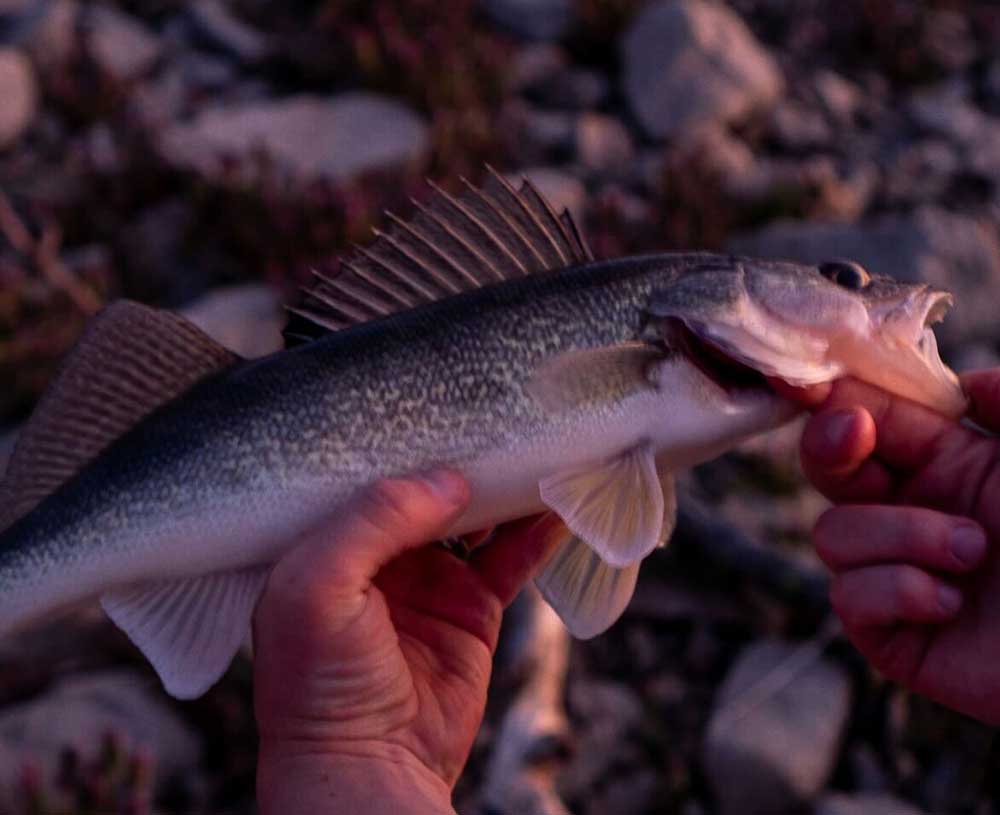 walleye with mouth open