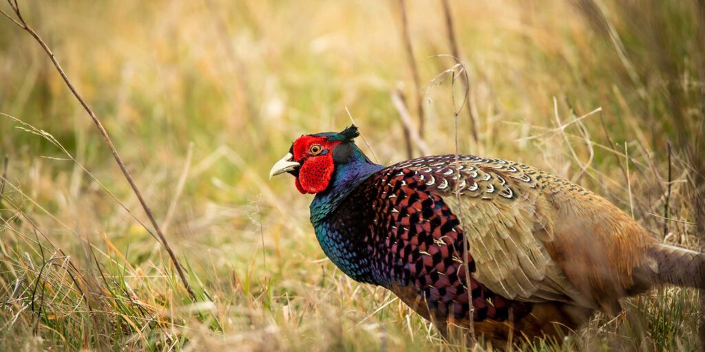 Rearing wild pheasants