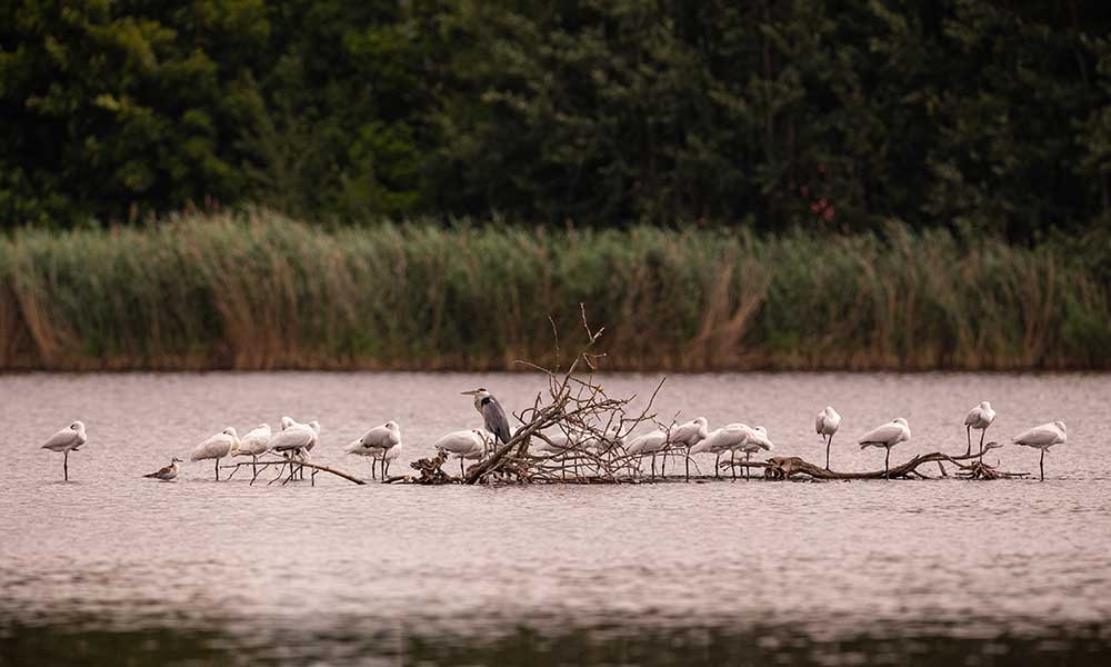 beautiful grey heron meadow wonderful bird nature habitat