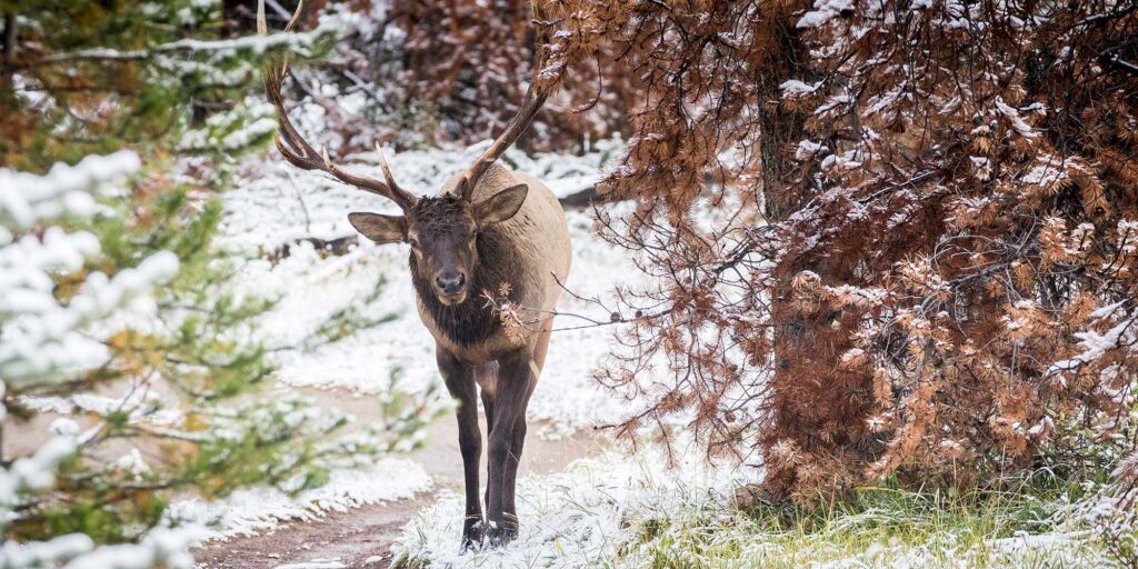 closeup resting elk