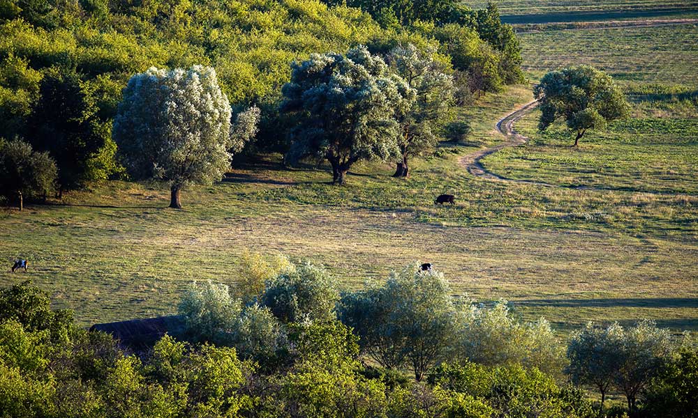 meadow with grazing cows multiple lush trees