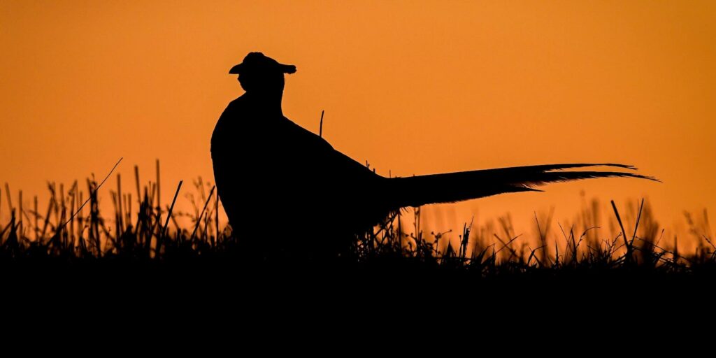 pheasant silouette