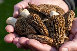 Morel mushrooms growing in spring woods
