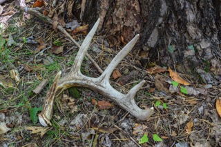 Shed antler from a whitetail buck